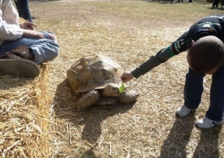 Niño cpon tortuga